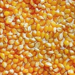 Maïs pour pop corn - 200gr